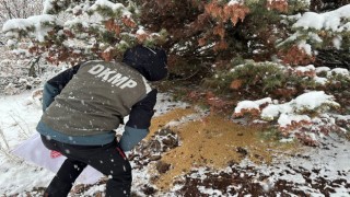 Tuncelide yaban hayatı için yemleme çalışması