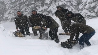 Uludağ Milli Parkında yaban hayvanları unutulmadı