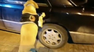 Uyuşturucu tacirleri Jackin hassas burnundan kaçamadı: 8,5 kilo uyuşturucu ele geçirildi
