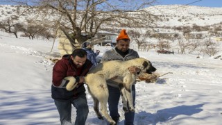 Van ekibi deprem bölgesinde yaralı hayvanları tedavi ediyor