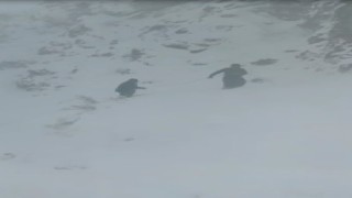VEDAŞ ekibi çığ ve kurt sürüsü tehlikesi ile karşılaşabiliyor