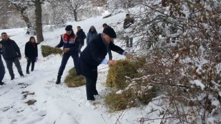 Yaban hayvanları unutulmadı