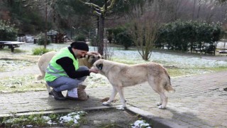 Yalova Belediyesinden sokak hayvanlarına yem