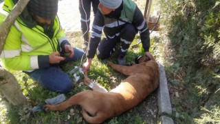 Yaralanan arama kurtarma köpeğine ilk müdahale Şile Belediyesinden