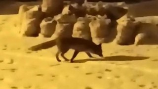 Yiyecek arayan tilki ilçe merkezine indi