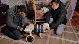 Yolda bulduğu engelli köpeği yaptığı düzenekle hayata bağladı
