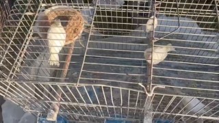 Yüzyılın felaketinde enkaz altından 6 kafes kanarya çıkardılar