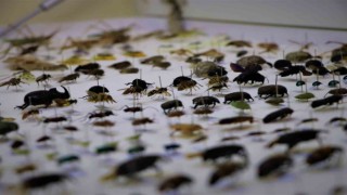 10 yılda topladıkları 200 bin böceği müzede sergilemek istiyorlar