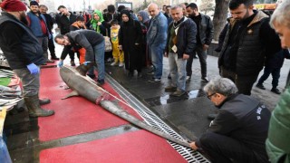 3,5 metrelik yasaklı köpek balığının satışına ceza