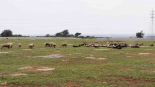 Aç kalan sokak köpekleri bir yılda 30 koyunu telef etti