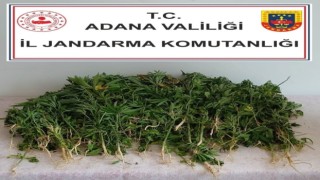 Adanada 106 kök kenevir bitkisi ele geçirildi