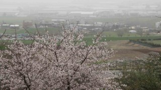 Adıyamanda ağaçlar hüzne çiçek açtı