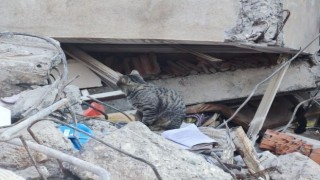 Adıyamanda deprem sonrası kediler enkazı terk etmiyor