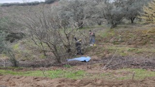 Ağaçtan düşen çiftçi hayatını kaybetti