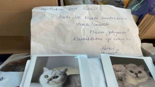 Almanyada yaşayan gurbetçi, depremzede sokak hayvanlarını unutmadı