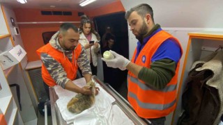 Antalya Büyükşehir Belediyesi veterinerleri Gaziantepte