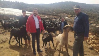 Antalyada çobanlardan Kızılaya 10 küçükbaş hayvan bağışı