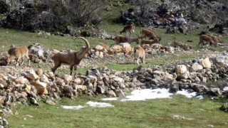 Antalya'da Mahallelinin Ürkek Misafirleri Yaban Keçileri