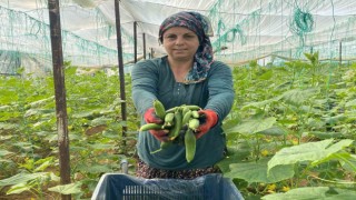 Antalyalı üretici kadınlar, Kadınlar Gününü serada ürün toplayarak geçirdi
