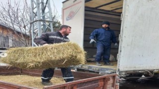 Ardahandan deprem bölgesine saman, yem ve 79 adet küçükbaş hayvan gönderildi