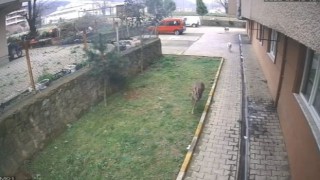 Artvinde köpeklerin kovaladığı karacayı site sakinleri kurtardı
