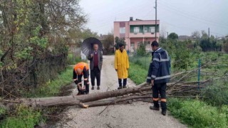 Aşırı rüzgar Kozanda ağaçları devirdi