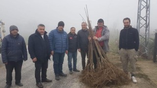 Atıl alanlar kestanelerle dolacak