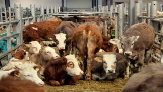 Avrupanın en büyük canlı hayvan pazarı şap hastalığı nedeniyle kapatıldı