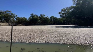 Avustralyadaki Darling Nehrinde yüz binlerce ölü balık bulundu
