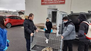 Bacağı kırık halde bulunan tilki tedavi edildi