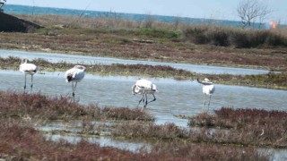 Balıkesir sahillerinde Flamingo güzelliği yaşanıyor