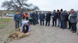 Balıkesirde barajlar dolsun diye adak kesildi