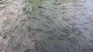 Balıklıgölün balıkları ortaya çıktı