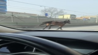 Başıboş atlar trafiği tehlikeye sokuyor