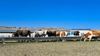 Başkan Büyükkılıçtan 4 yılda 226 milyon TLlik ‘tarım ve hayvancılık atılımı