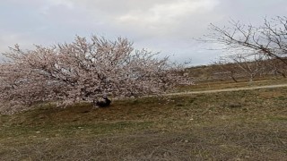 Baskilde badem ağaçları çiçek açtı
