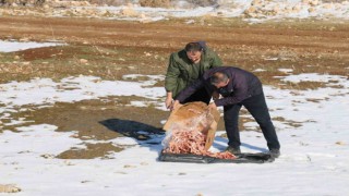 Batmanda yiyecek bulamayan hayvanlar unutulmadı