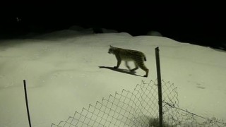 Birinci derece koruma altındaki vaşak güvenlik kamerasında