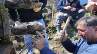 Boğalara güreş öncesi tırnak bakımı