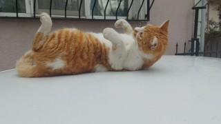 Bu da şaklaban kedi: Kameraları görünce poz verip dans ediyor