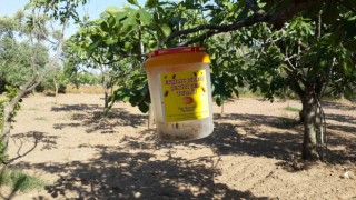 Buharkentli incir üreticilerine ekşilik böceği uyarısı