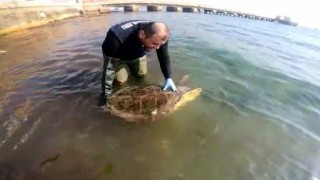 Caretta caretta kurtarma operasyonu