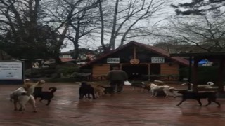 Çaycumada sürü halinde gezen sokak köpekleri korkutuyor