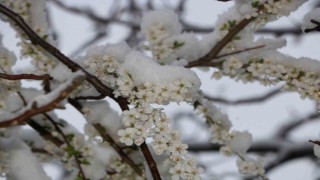 Çiçek açan meyve ağaçları kar altında görüntülendi