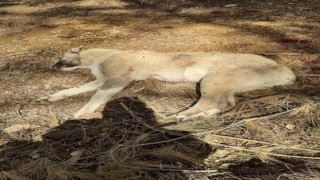 Çoban köpeklerini av tüfeğiyle vurup telef ettiler