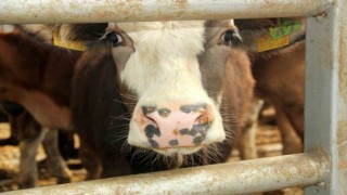 Denizlide hayvan pazarları süresiz kapatıldı