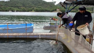 Deprem balık ihracatını da vurdu: Üretim 7 milyon ton azalacak