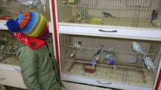‘Deprem kuşu diye almaya başladılar: Ötücü kuşlara ilgi arttı