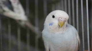 Depremden sonra muhabbet kuşlarının satışı patladı