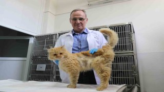 Depremden yaralı kurtarılan hayvanlar Elazığda sağlığına kavuşuyor